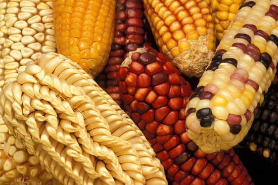 Traditional Kwanzaa Food - Muhindi